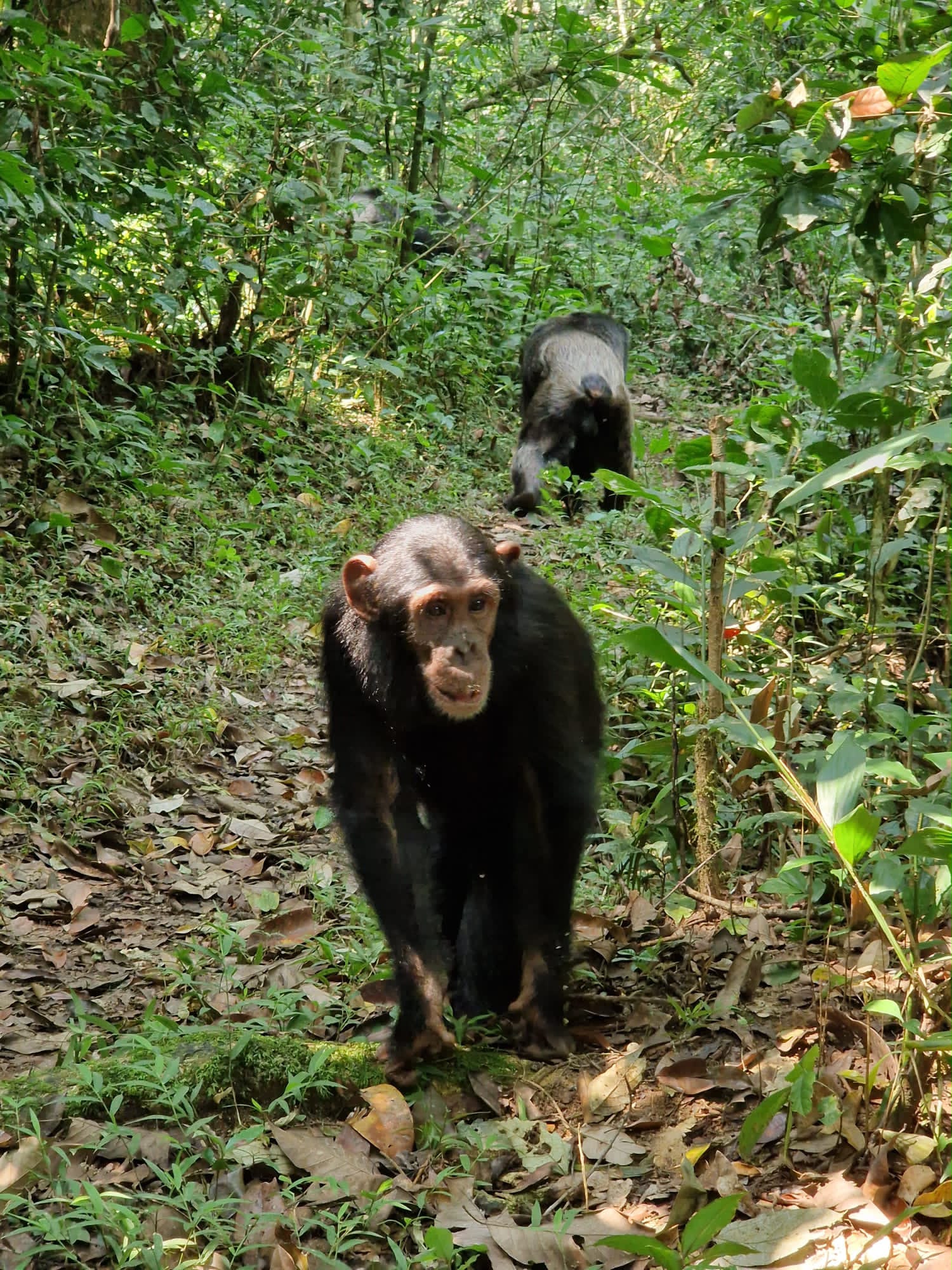 Chimpanzee Trekking in Kibale Forest