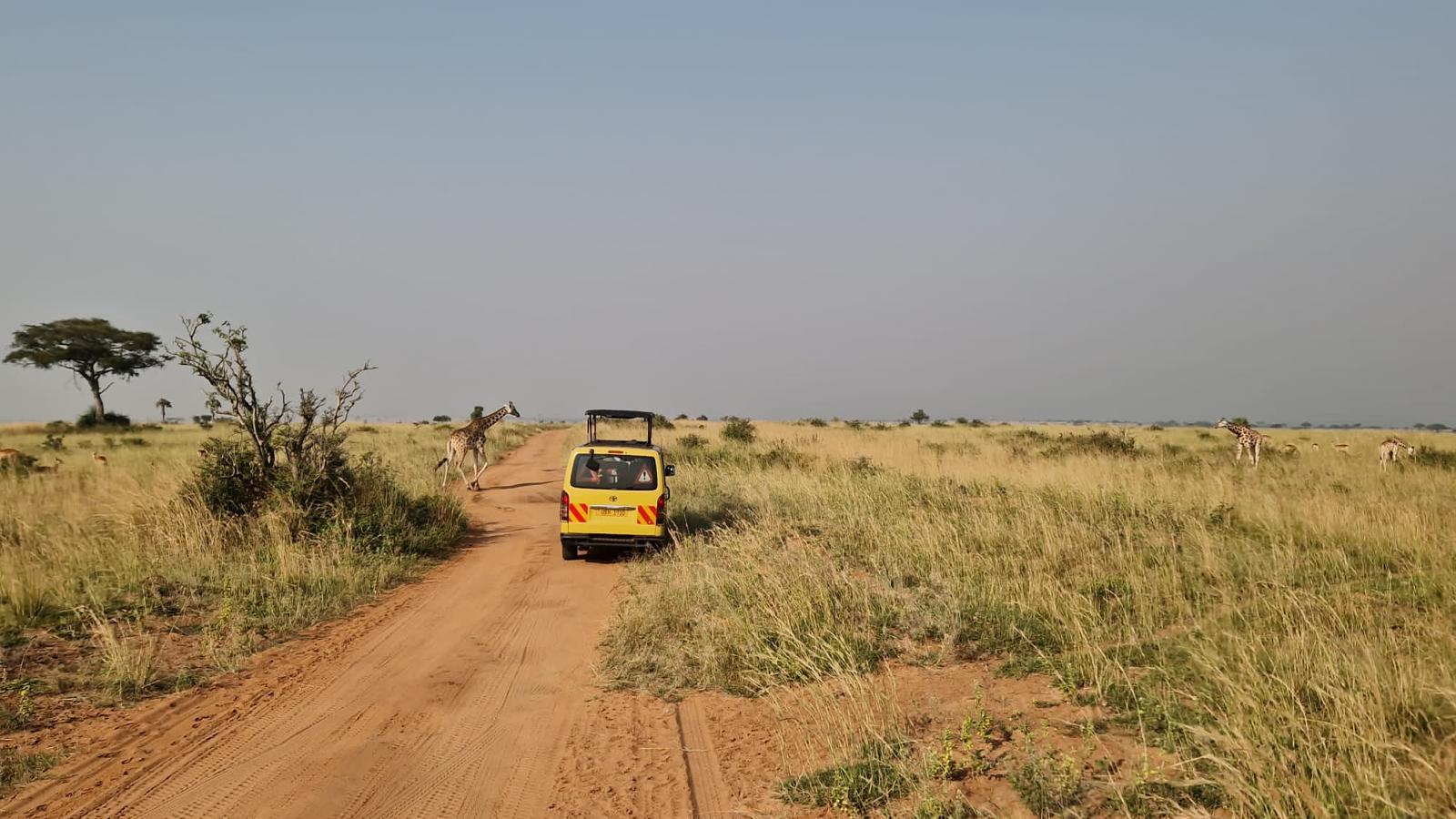 Safari Vehicle Adventure