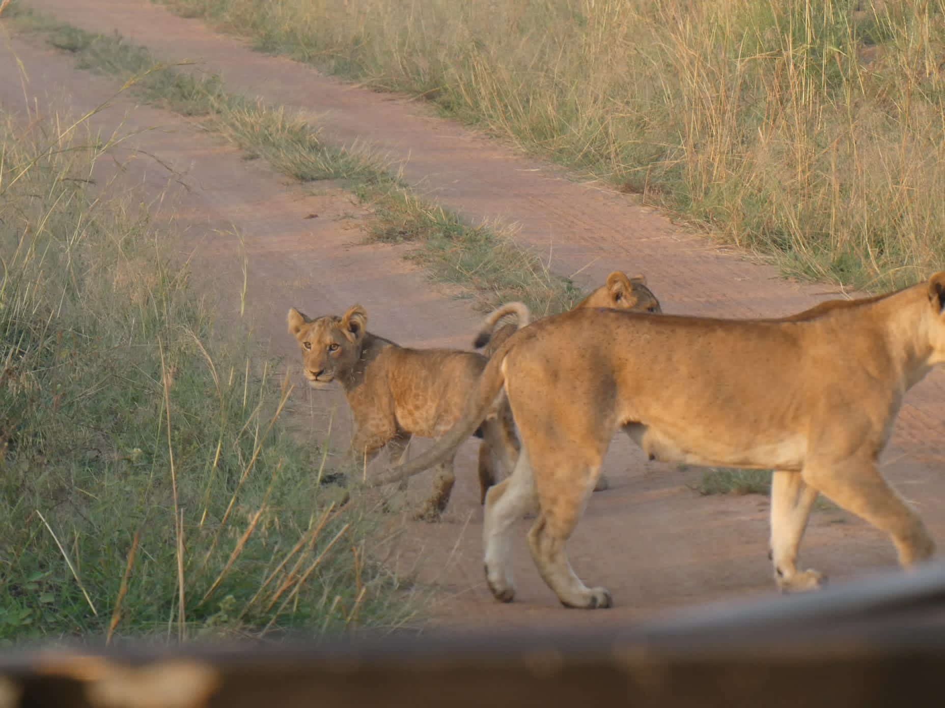 Lions on the Road