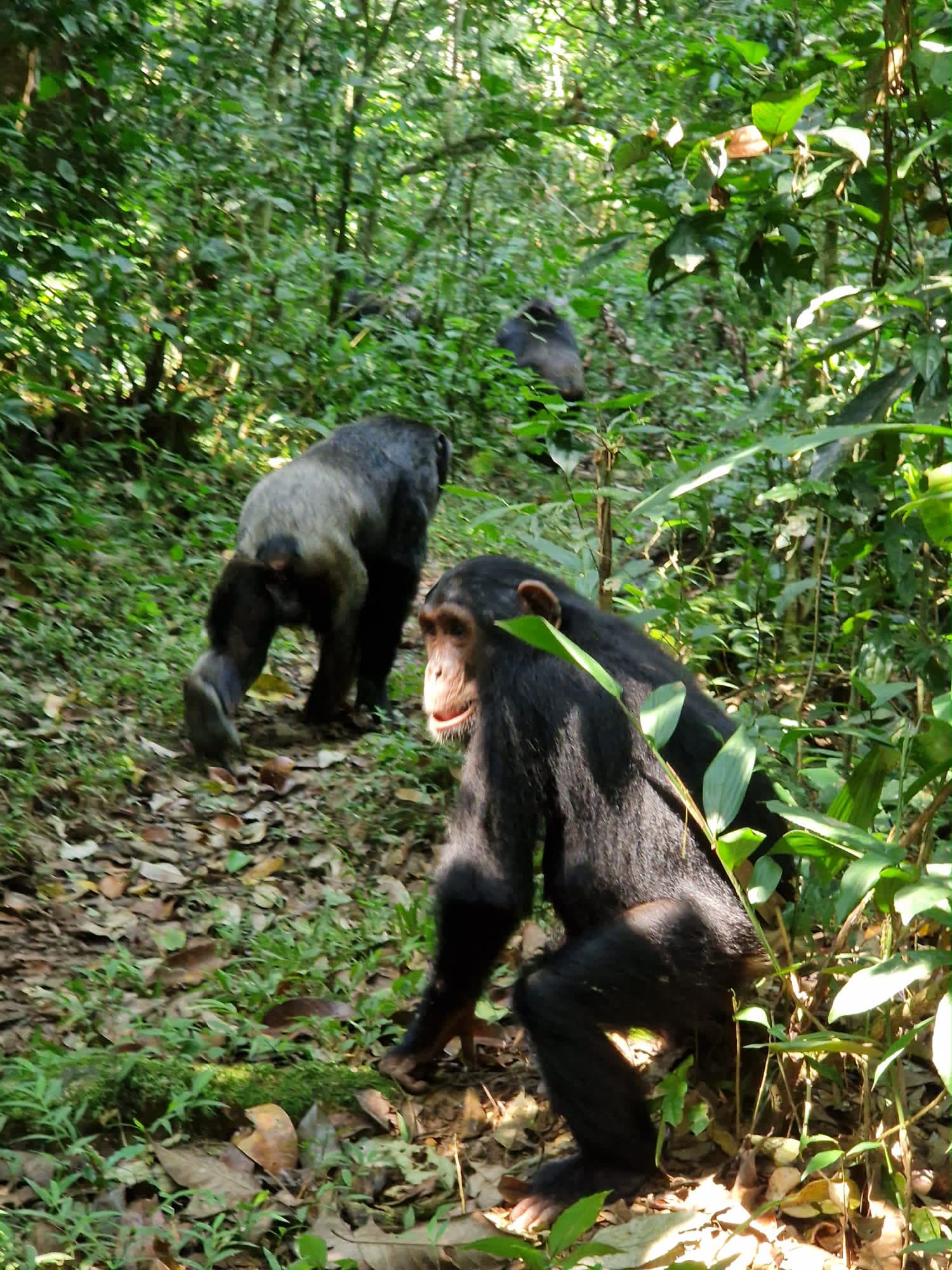 Chimpanzees in the Forest