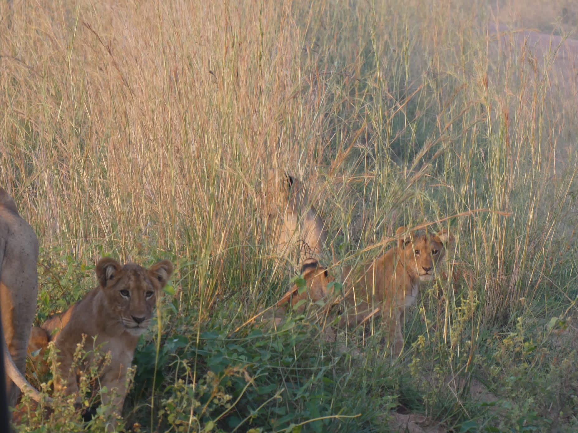 Sunset Over Murchison Falls