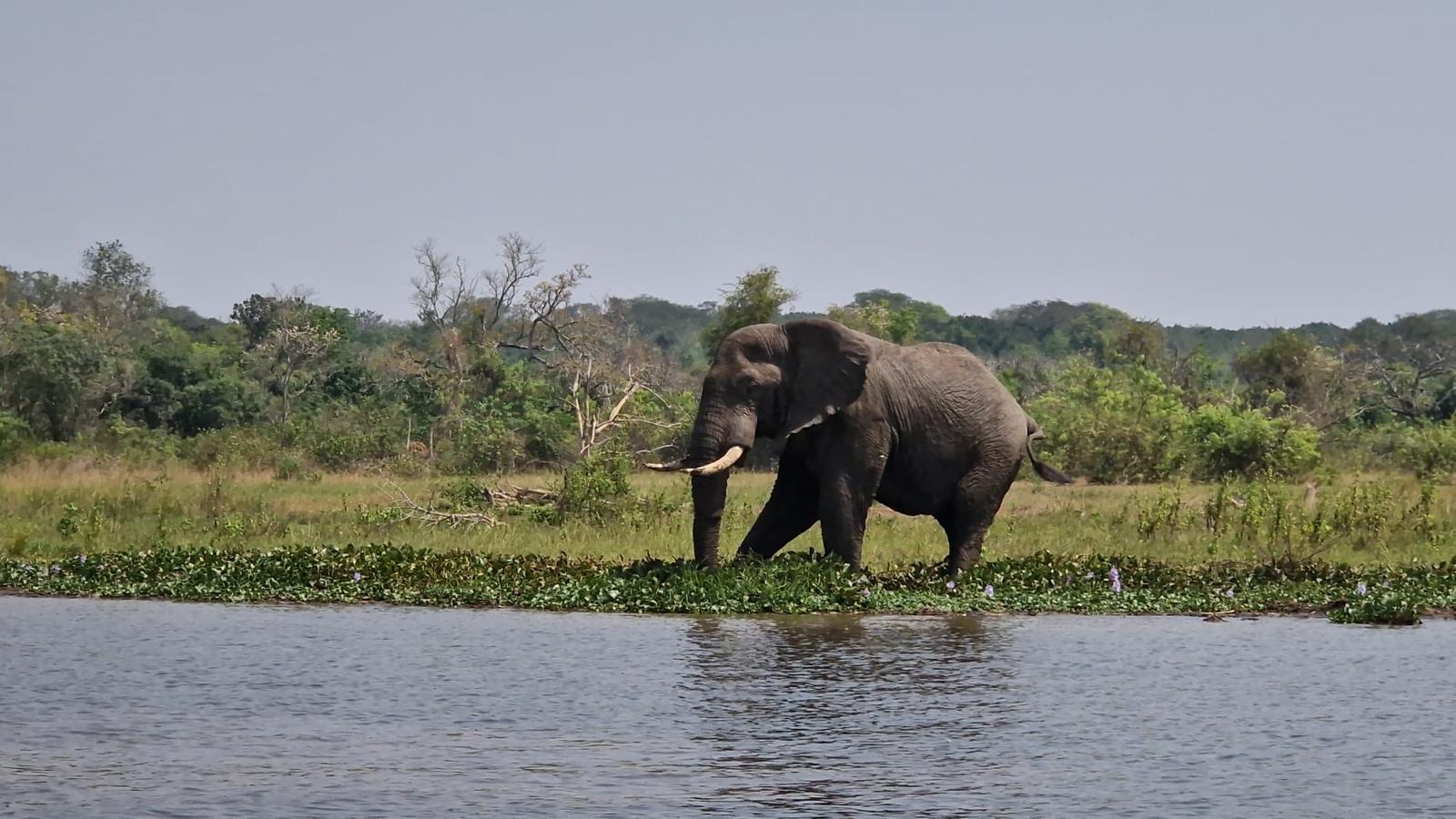 Elephant by the Nile