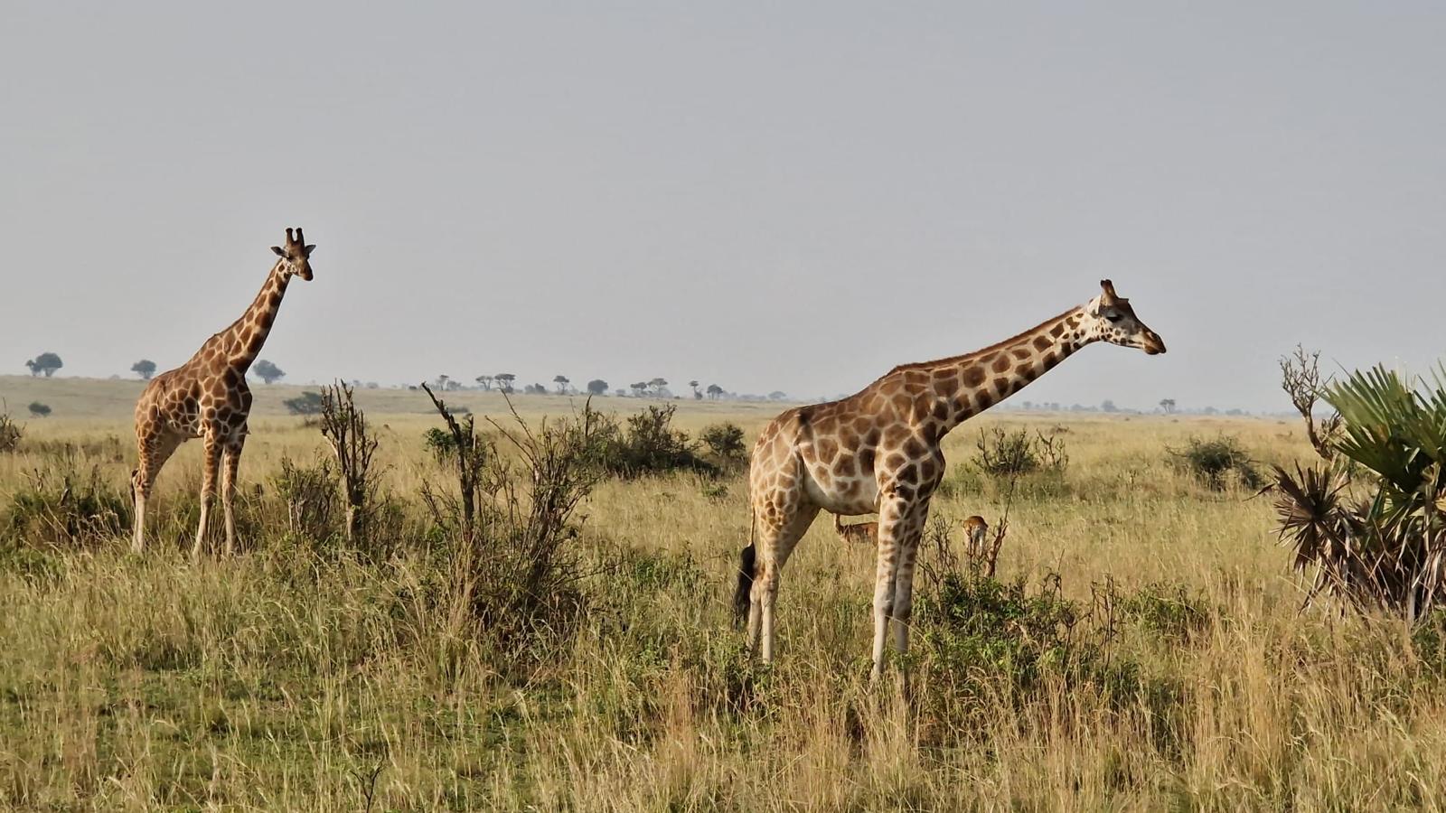 Giraffes in the Grassland